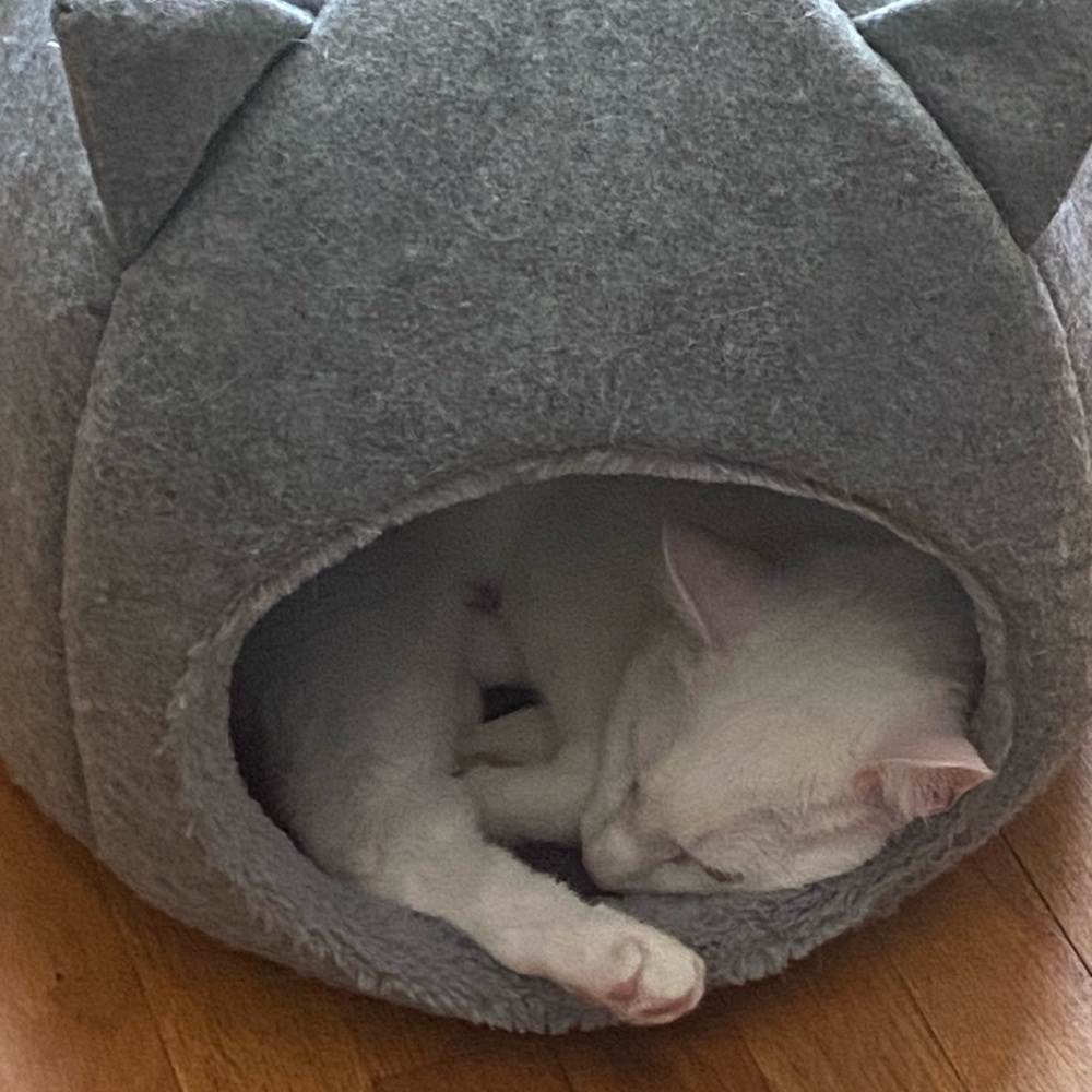 Meet your Posher, Janel